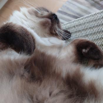 Chaton Ragdoll blue point mitted