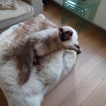 Chaton Ragdoll seal tabby point bicolor