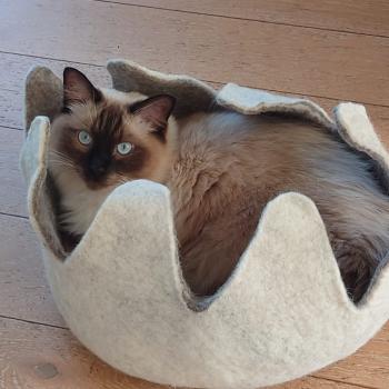 Chaton Ragdoll blue point