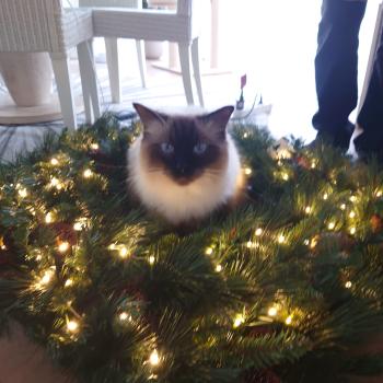 Chaton Ragdoll point bicolor