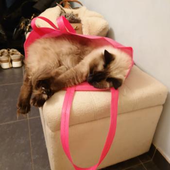 Chaton Ragdoll blue point bicolor