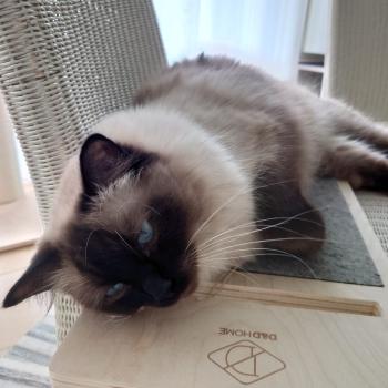 Chaton Ragdoll seal point