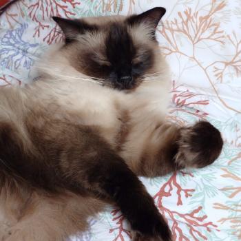 Chaton Ragdoll blue point mitted