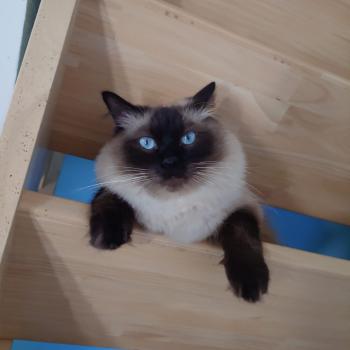 Chaton Ragdoll seal tabby point bicolor