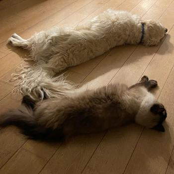 Chaton Ragdoll blue mink point