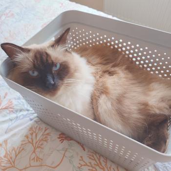 Chaton Ragdoll seal point