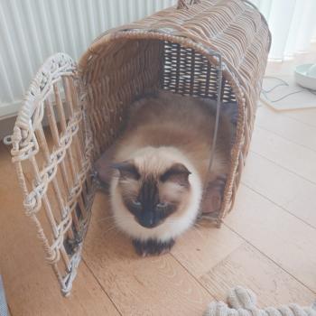 Chaton Ragdoll blue point