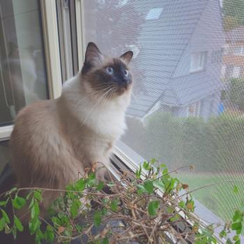 Chaton Ragdoll seal point