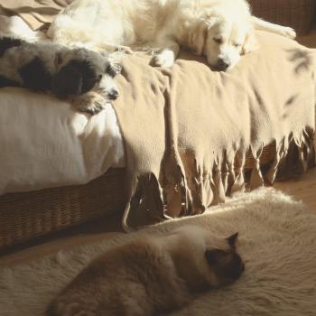 Chaton Ragdoll seal point & blanc