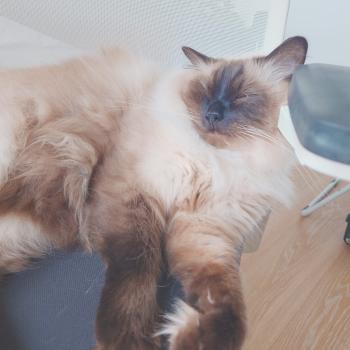 Chaton Ragdoll seal point mitted