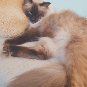 Chaton Ragdoll seal point