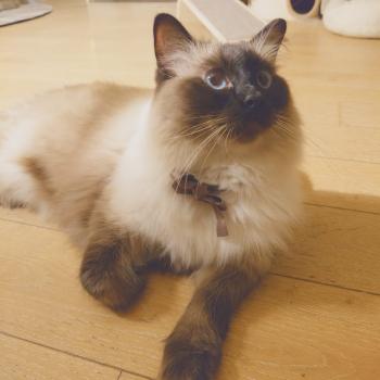 Chaton Ragdoll blue mink mitted