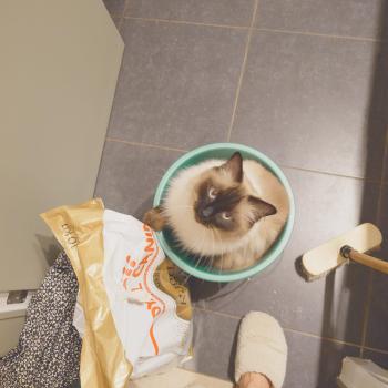 Chaton Ragdoll seal point