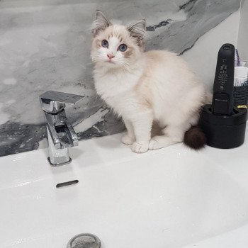Chaton Ragdoll chocolate tabby point bicolor