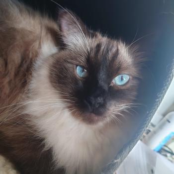 Chaton Ragdoll blue mink mitted