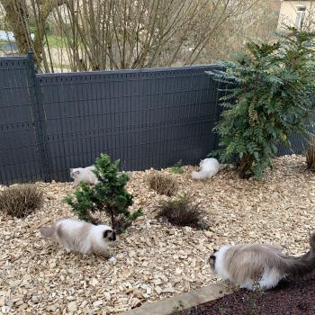 Chaton Ragdoll blue mink mitted