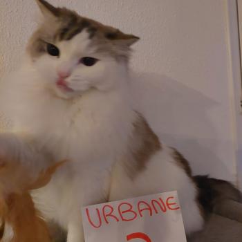 Chaton Ragdoll seal tabby point bicolor