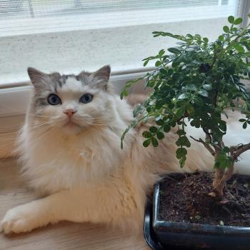 Chaton Ragdoll seal point bicolor