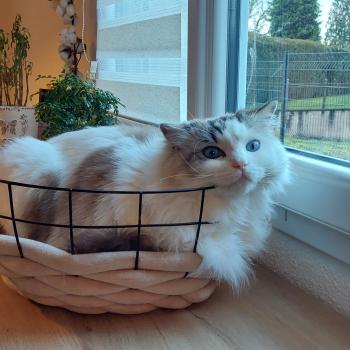 Chaton Ragdoll seal tabby point & blanc