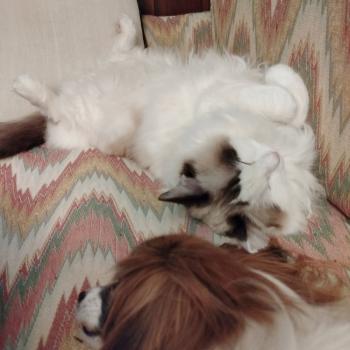 Chaton Ragdoll seal point