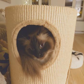 Chaton Ragdoll blue point