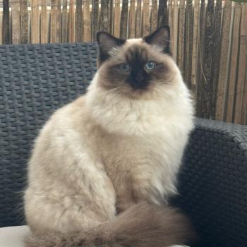 Chaton Ragdoll seal point