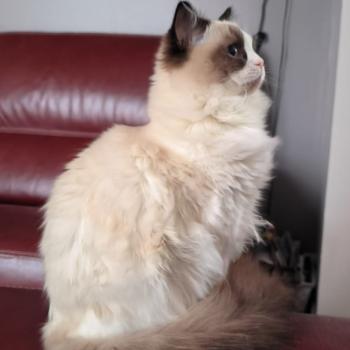 Chaton Ragdoll seal point