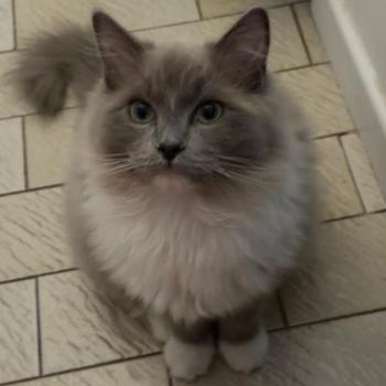Chaton Ragdoll seal point bicolor