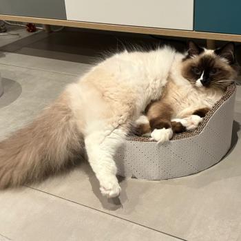 Chaton Ragdoll blue point