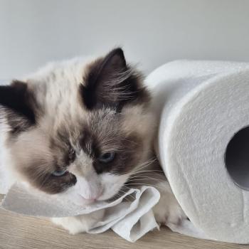 Chaton Ragdoll seal point bicolor