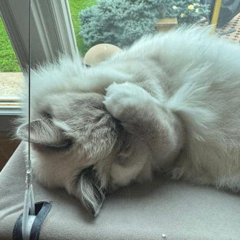 Chaton Ragdoll seal point mitted