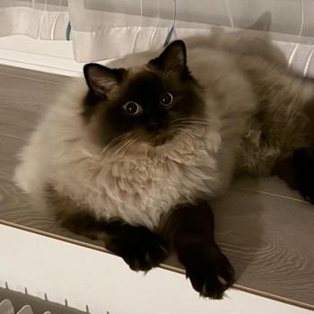 Chaton Ragdoll blue point mitted