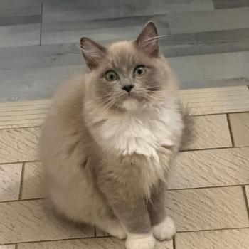 Chaton Ragdoll seal point
