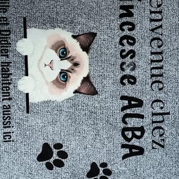 Chaton Ragdoll blue point