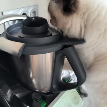 Chaton Ragdoll point bicolor