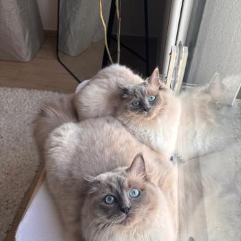 Chaton Ragdoll seal point bicolor