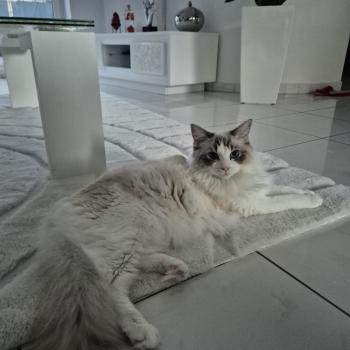 Chaton Ragdoll blue point