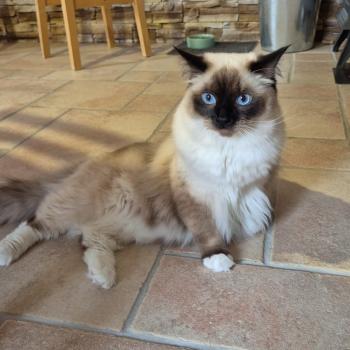 Chaton Ragdoll seal tabby point & blanc