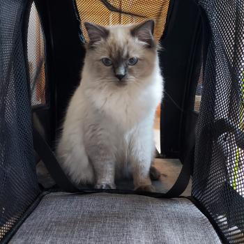 Chaton Ragdoll blue point