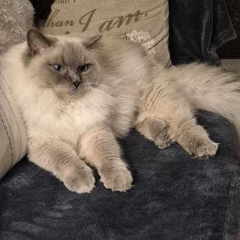 Chaton Ragdoll blue point mitted