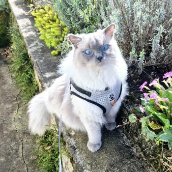 Chaton Ragdoll blue point