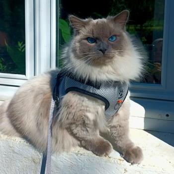 Chaton Ragdoll blue point