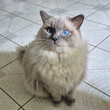 Chaton Ragdoll seal point