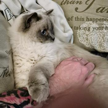 Chaton Ragdoll blue mink mitted