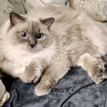 Chaton Ragdoll blue point