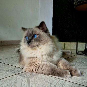 Chaton Ragdoll chocolate tabby point bicolor