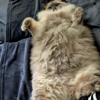 Chaton Ragdoll blue point