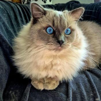 Chaton Ragdoll seal point