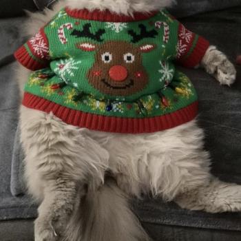 Chat Ragdoll lilac point mitted