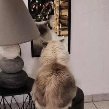 Chaton Ragdoll seal point mitted